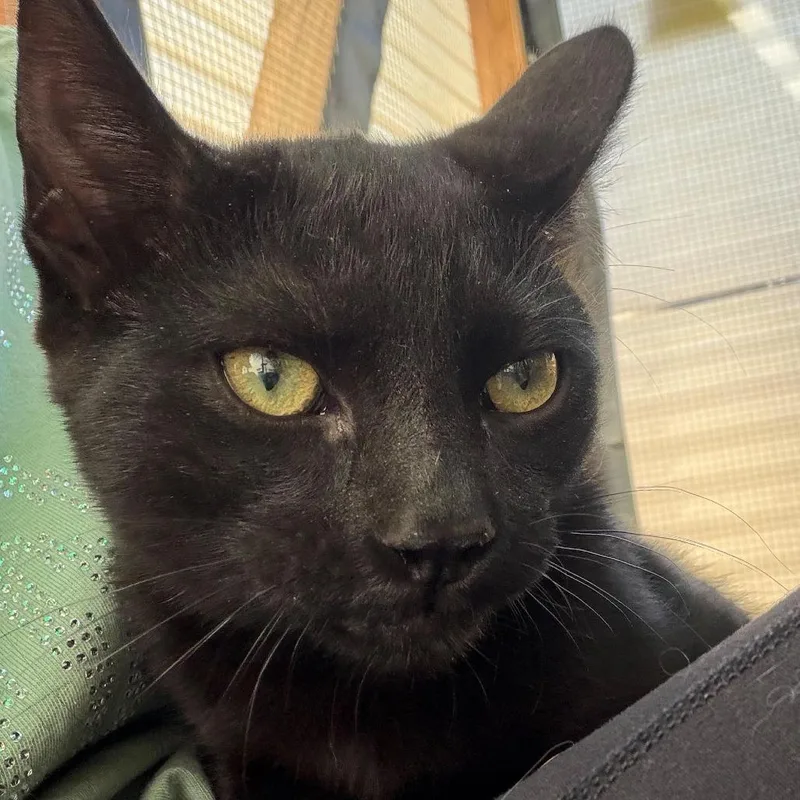 A young medium-sized male Black American Shorthair cat named Coal for adoption in Taos, NM