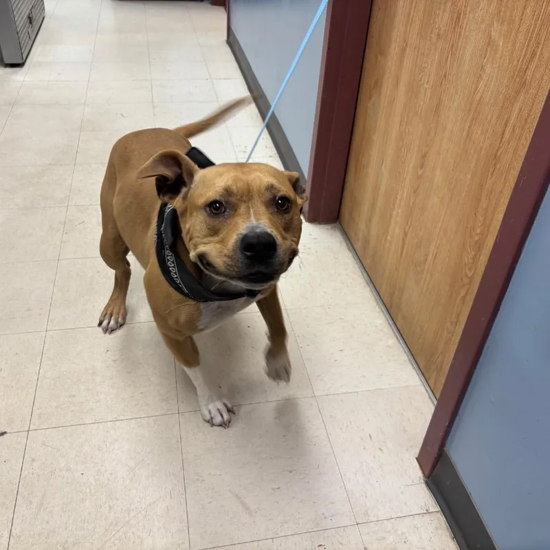 An adult large-sized male Pit Bull Terrier dog named Perk for adoption in St Joseph, MO