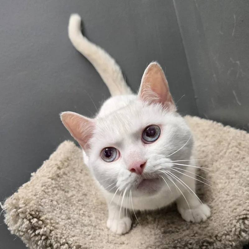 An adult medium-sized female White Domestic Short Hair cat named Frieda for adoption in Hamburg, NY