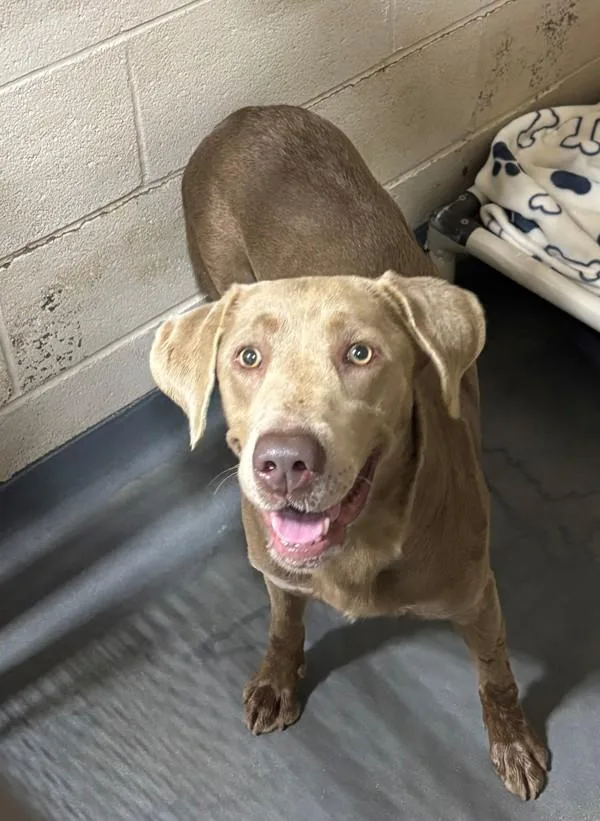 An adult large-sized female Labrador Retriever dog named Silver for adoption in Dallas, GA