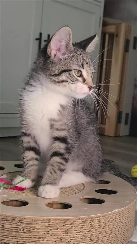 A baby small-sized male Domestic Short Hair cat named Prince for adoption in Fayetteville, AR