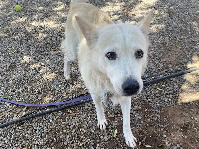 An adult large-sized female Siberian Husky dog named Dolly for adoption in Phoenix, AZ