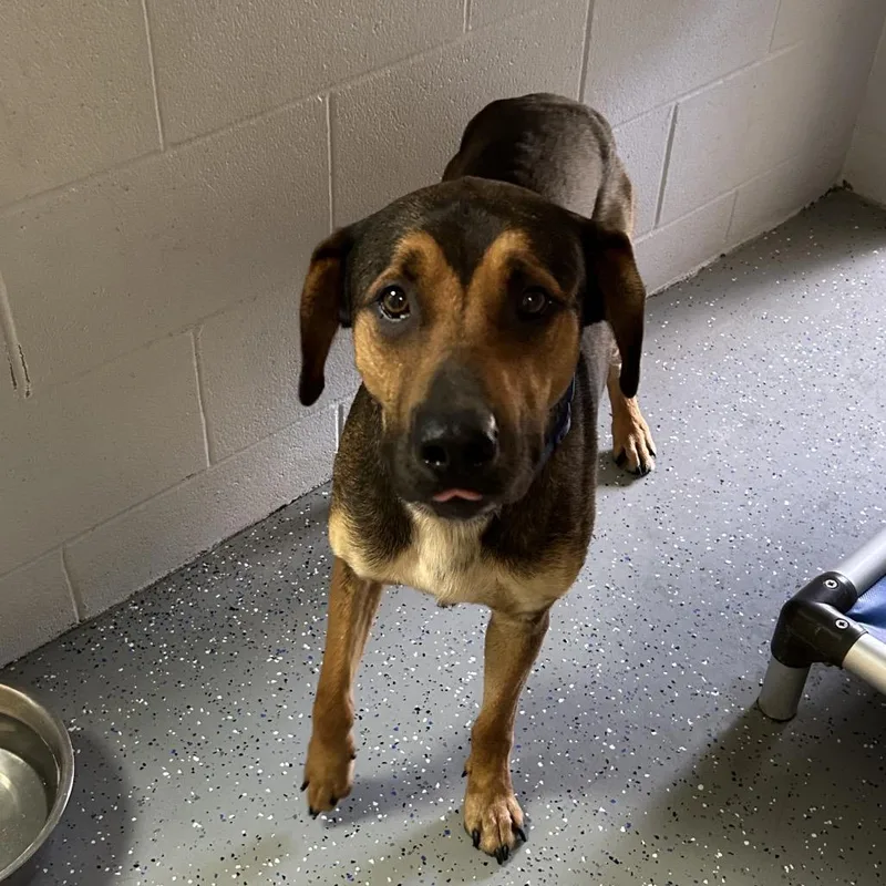 An adult medium-sized male Brown / Chocolate Mixed Breed dog named Roni for adoption in Danville, KY