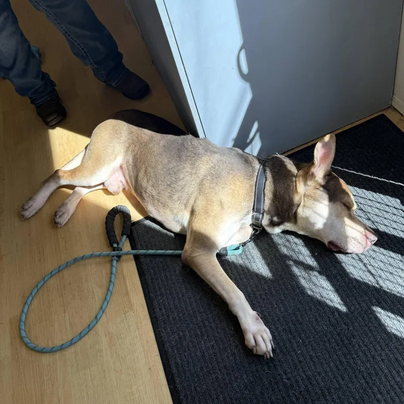 An adult large-sized male Husky dog named Forest for adoption in Washington, PA