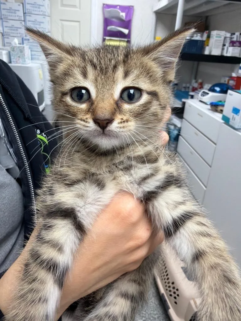 A baby medium-sized male Domestic Short Hair cat named Rain for adoption in Pomona, NY