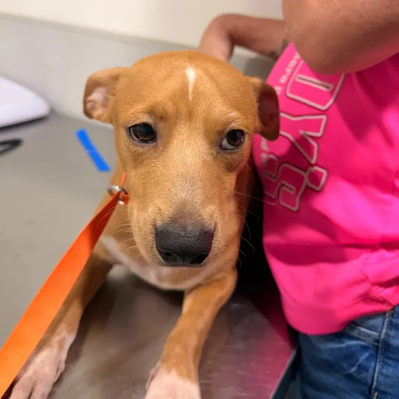 A young small-sized male Yellow / Tan / Blond / Fawn Chihuahua dog named Winnie for adoption in Tampa, FL