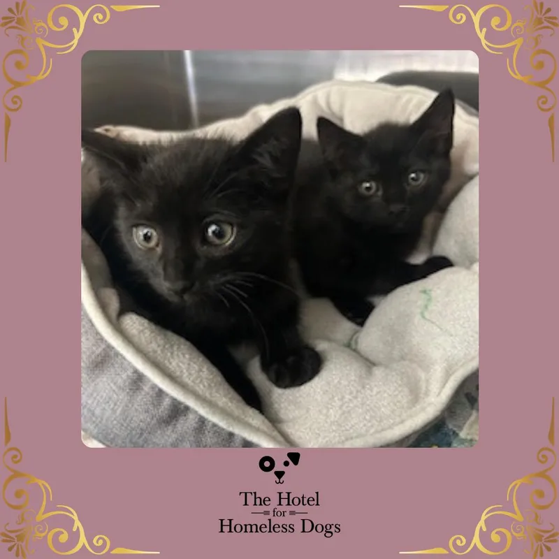A baby medium-sized female Black Domestic Short Hair cat named Wednesday for adoption in Cumberland, RI