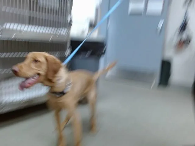 A young large-sized male Vizsla dog named Flash for adoption in Salinas, CA