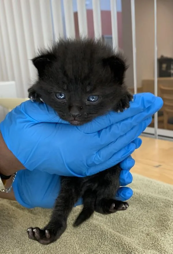 A baby small-sized female Domestic Short Hair cat named Lucy for adoption in Santa Rosa, CA