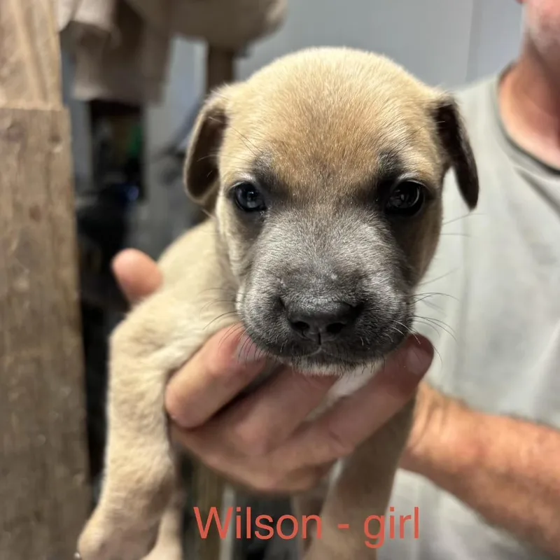 Wilson thumbnail 2