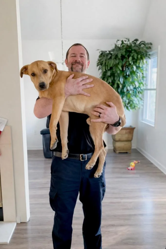 An adult large-sized male Labrador Retriever dog named Benjamin for adoption in Princeton, MA