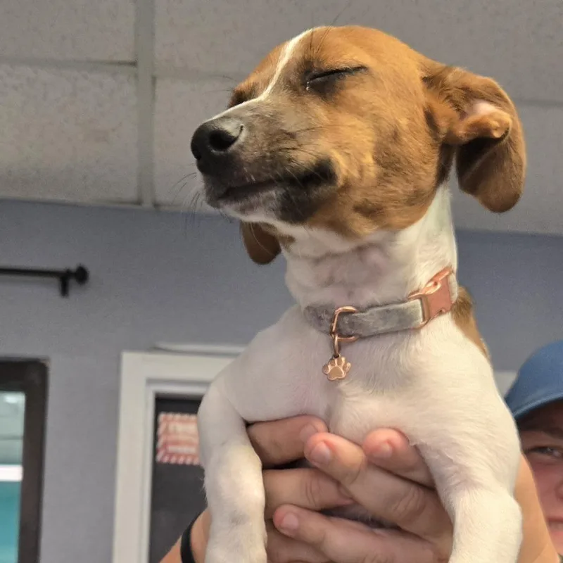 A young small-sized female White / Cream Jack Russell Terrier dog named Spaz for adoption in Lake Jackson, TX