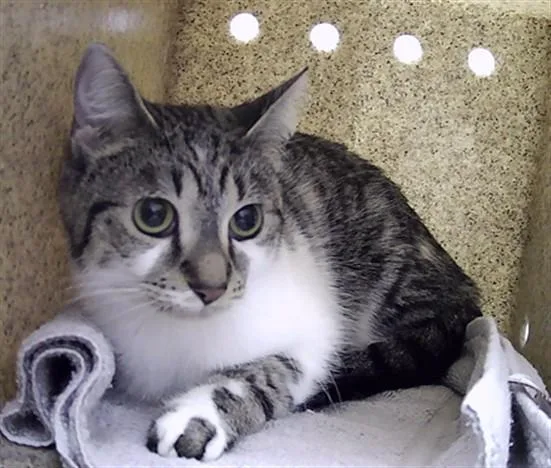 A young small-sized female Domestic Short Hair cat named Tabby for adoption in Saint Cloud, FL