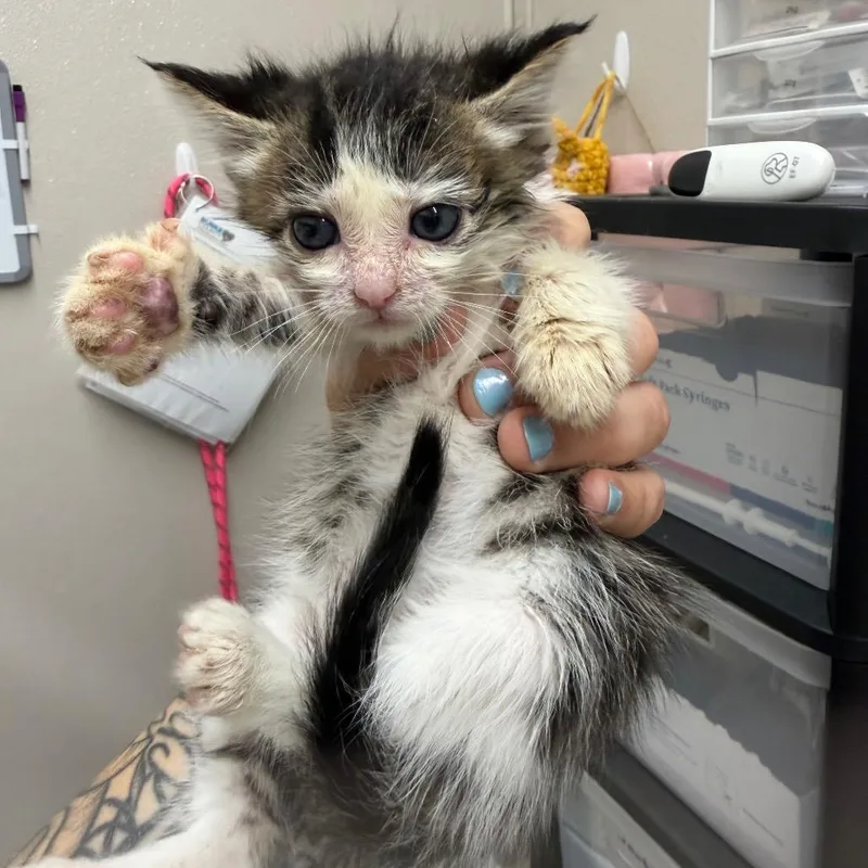 A baby small-sized female Brown / Chocolate Domestic Short Hair cat named Slim Jim for adoption in Morganton, NC