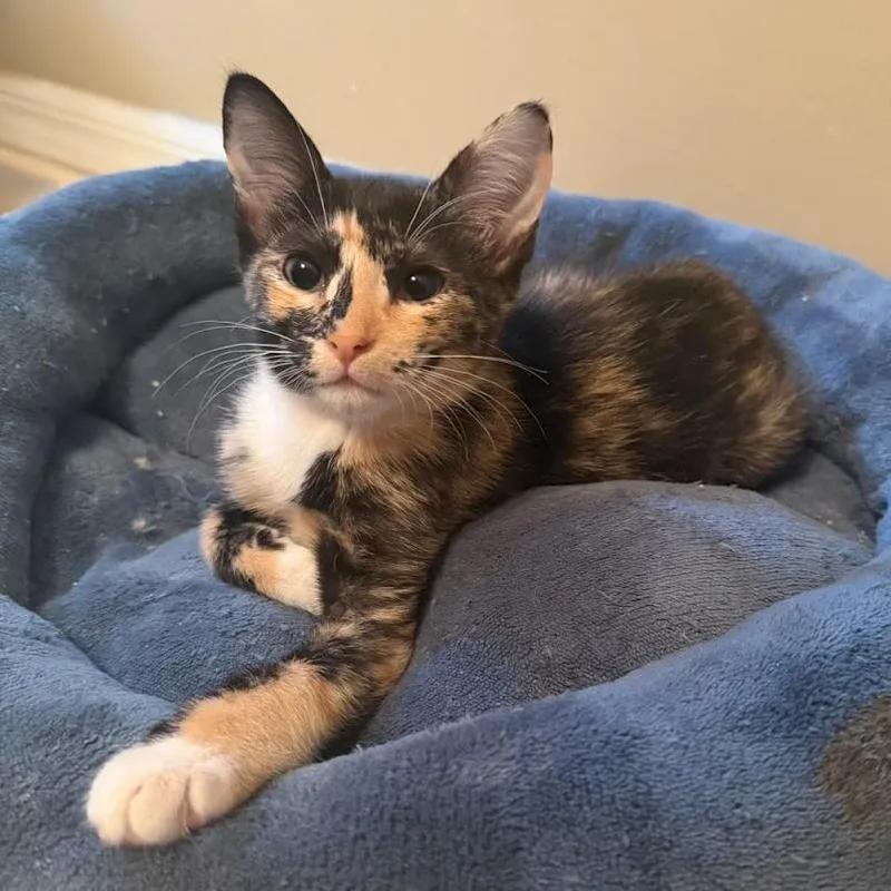 A baby small-sized female Calico Domestic Short Hair cat named Luna for adoption in Williston, FL