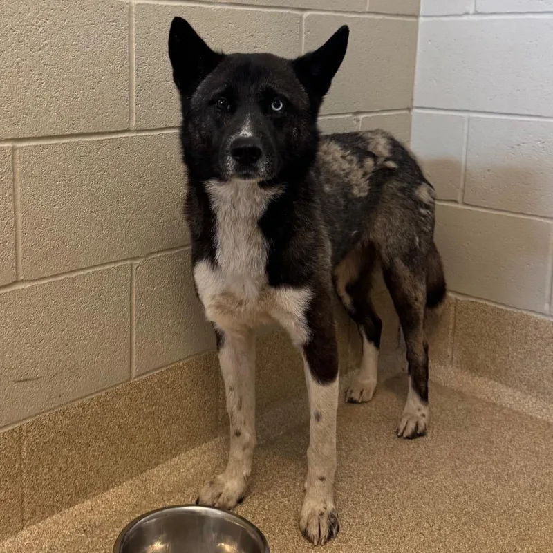 An adult medium-sized female Black Akita dog named Storm for adoption in Bristol, IN