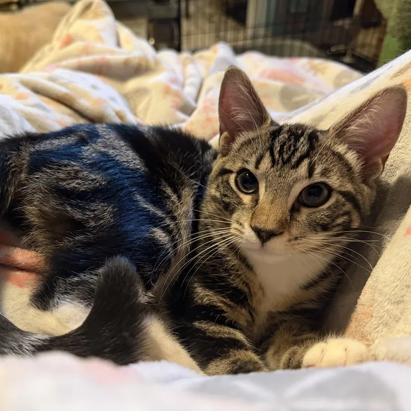 A young small-sized male American Shorthair cat named Atlas for adoption in Hillsborough, NC