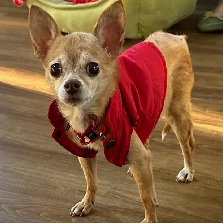 A senior small-sized female Chihuahua dog named Tiny for adoption in Cumming, GA