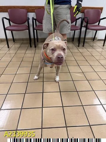 An adult large-sized female Mixed Breed dog named Windor for adoption in West Palm Beach, FL