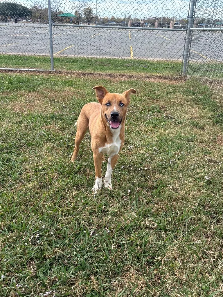 A young large-sized male Mixed Breed dog named Copper for adoption in Bossier City, LA