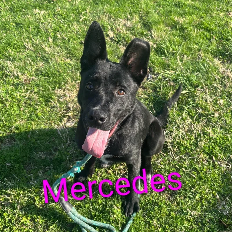 Mercedes