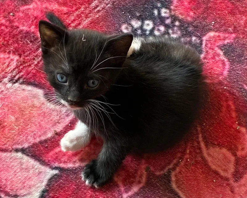A baby small-sized male Tuxedo cat named Professor Naptime for adoption in Bayonne, NJ