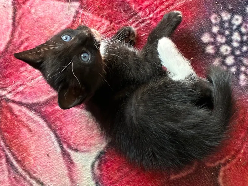 Professor Naptime thumbnail 2