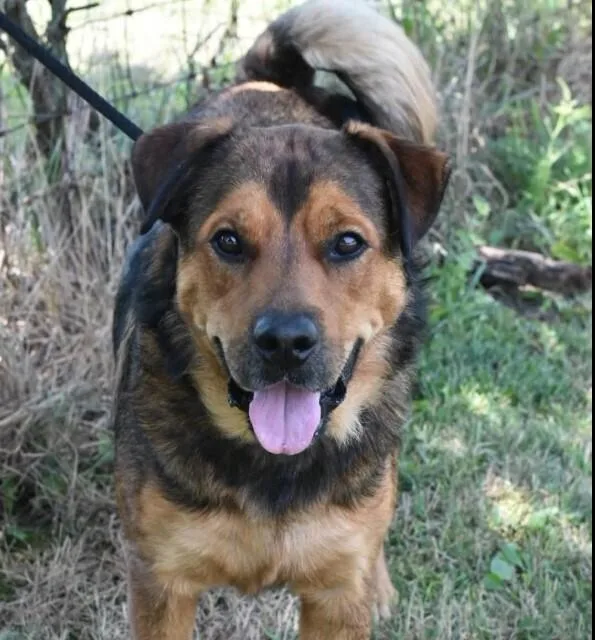 An adult large-sized male Tricolor (Brown, Black, & White) Mixed Breed dog named Charlie Brown for adoption in Bowling Green, OH