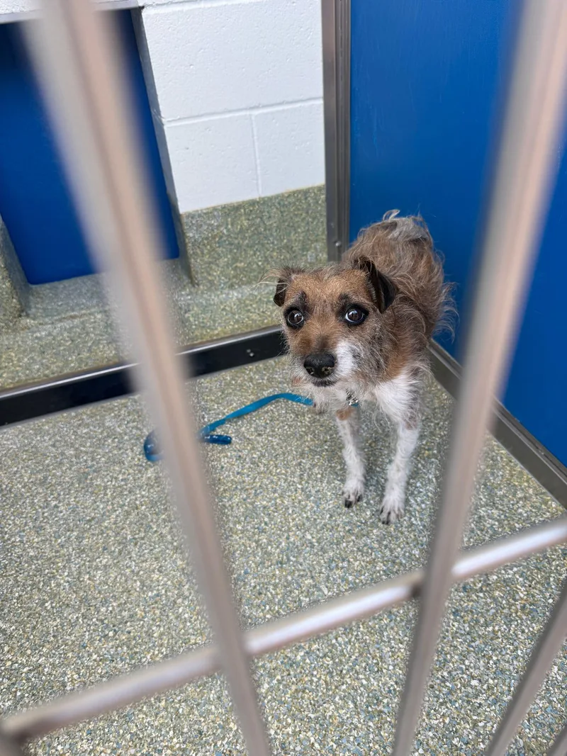 An adult small-sized male Jack Russell Terrier dog named Reggie for adoption in Tucson, AZ