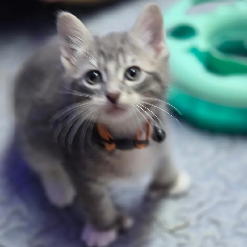 A baby small-sized male Gray / Blue / Silver Domestic Short Hair cat named Mittens for adoption in Overland Park, KS