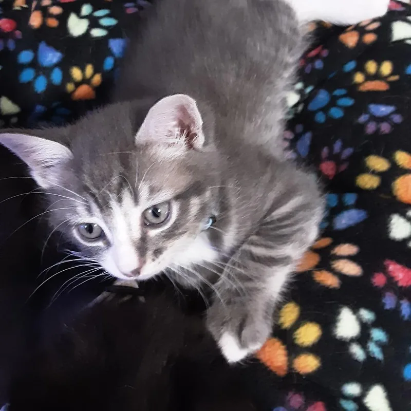 Mittens thumbnail 2