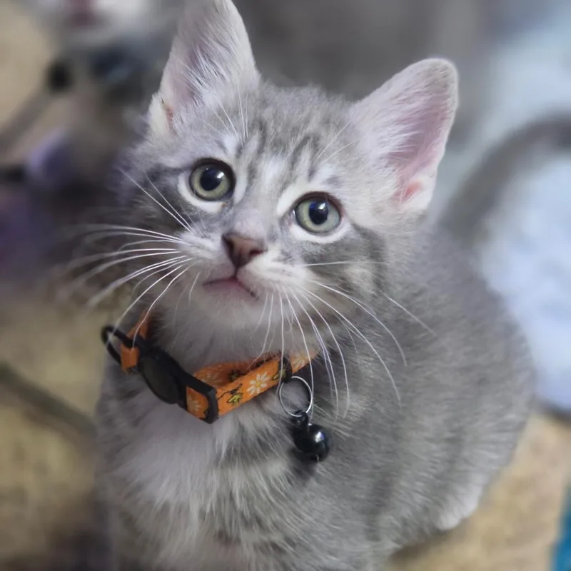 Mittens thumbnail 3