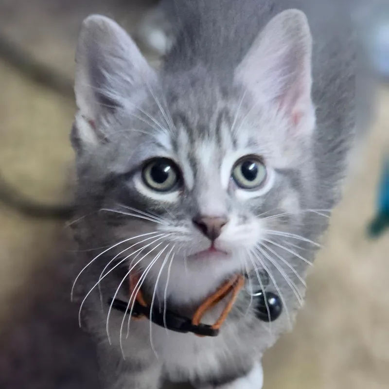 Mittens thumbnail 4