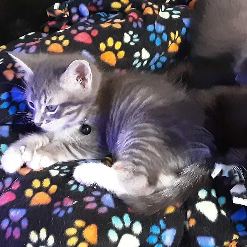 Mittens thumbnail 5