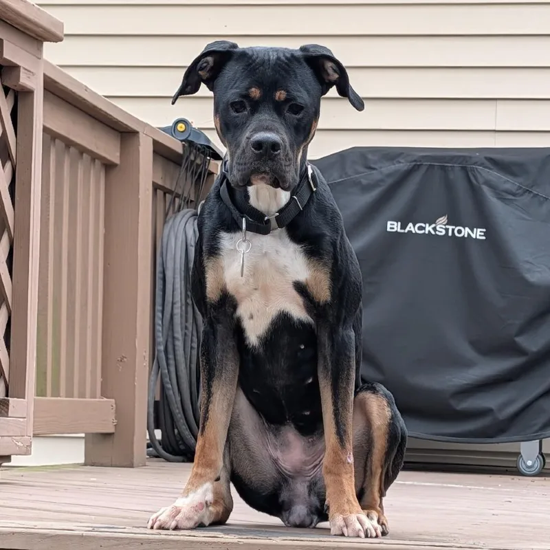 An adult medium-sized female Black Boxer dog named Firehawk for adoption in Fredericksburg, VA