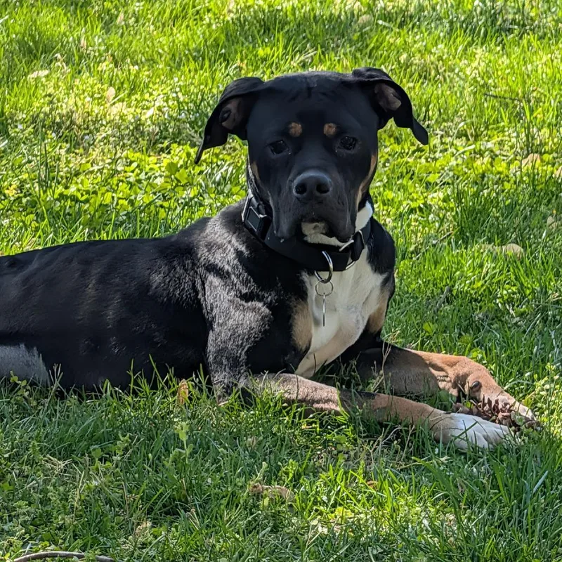 Firehawk thumbnail 4