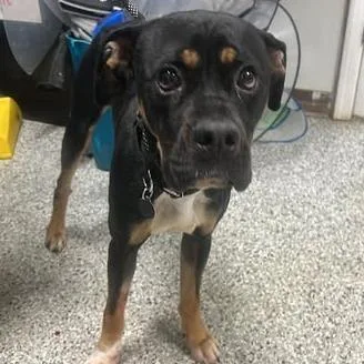 Firehawk thumbnail 6