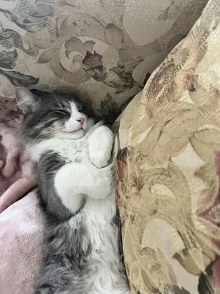 An adult small-sized male Domestic Long Hair cat named Ollie for adoption in Morton Grove, IL