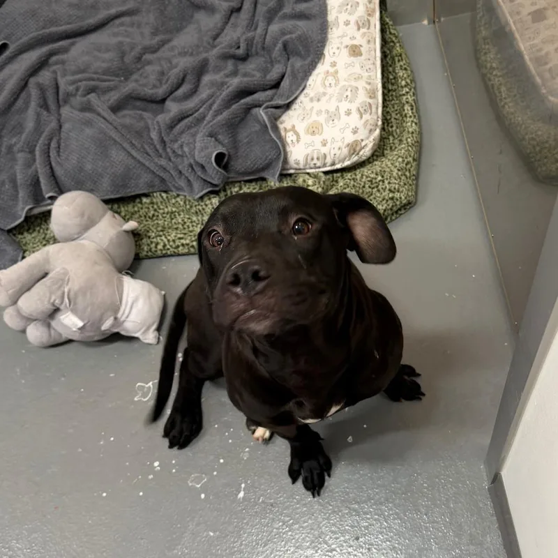 A young medium-sized female Black Mixed Breed dog named Circi for adoption in Austin, TX