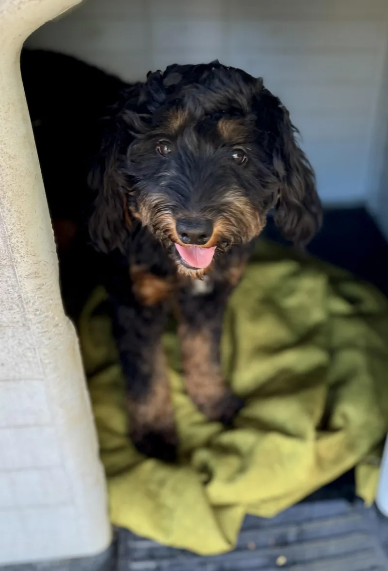 A young small-sized female Aussiedoodle dog named Rebecca for adoption in Washington, MO
