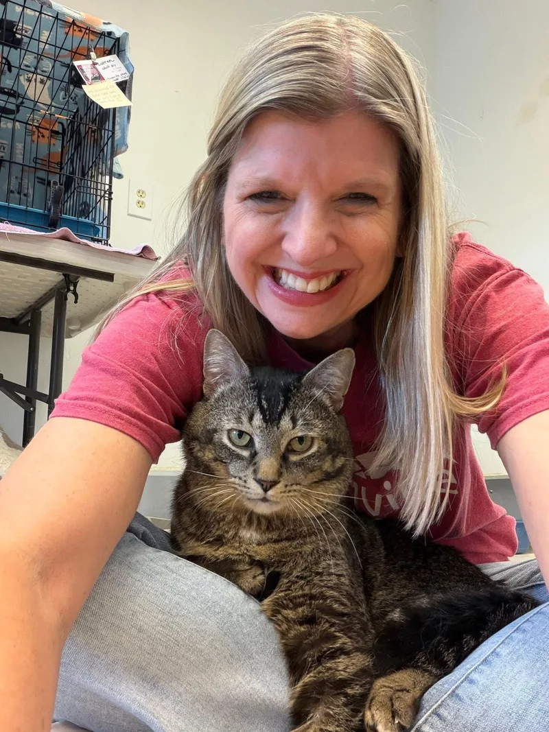 A young medium-sized male Tabby (Brown / Chocolate) Domestic Short Hair cat named Curran for adoption in Cincinnati, OH