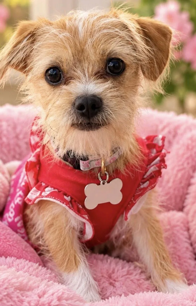 A baby small-sized female Terrier dog named Honey for adoption in Margate, FL