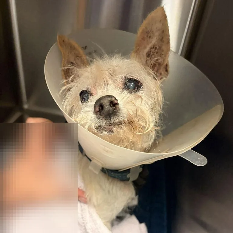 A senior small-sized male White / Cream Mixed Breed dog named Gizmo for adoption in Davenport, IA