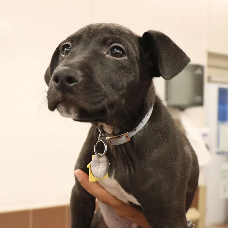 A baby small-sized male Tricolor (Brown, Black, & White) Mixed Breed dog named Fresno for adoption in Port Washington, NY