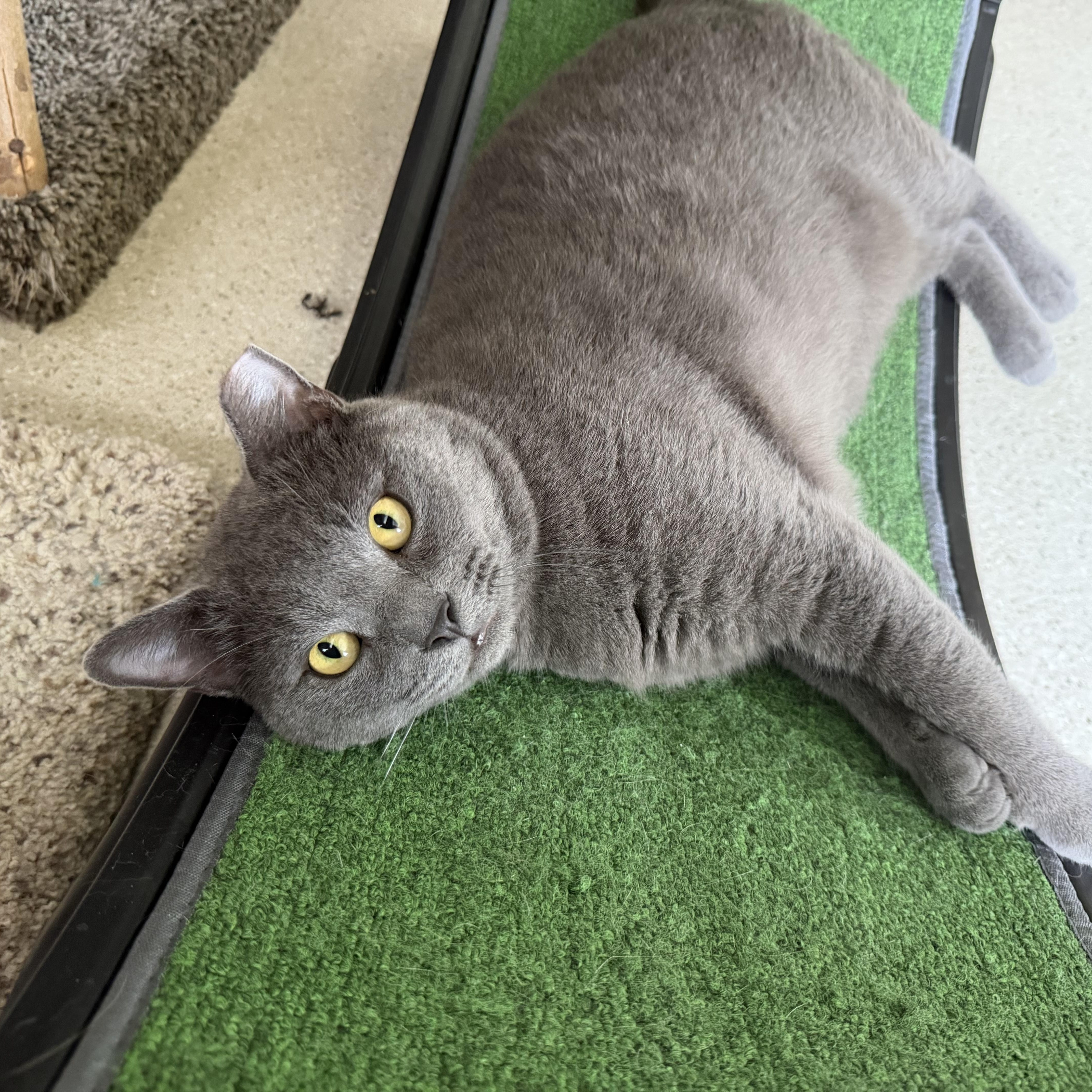 A young medium-sized male Gray / Blue / Silver Domestic Short Hair cat named Vega for adoption in Cincinnati, OH