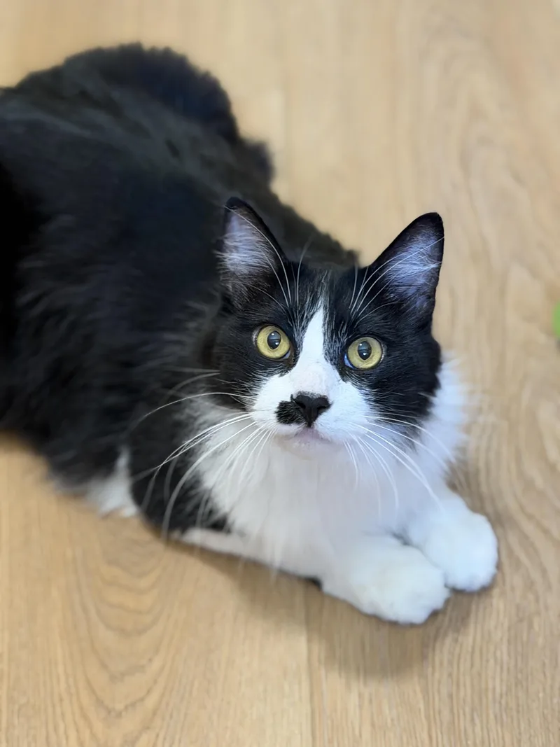 An adult medium-sized male Domestic Medium Hair cat named Barley for adoption in Mission Viejo, CA