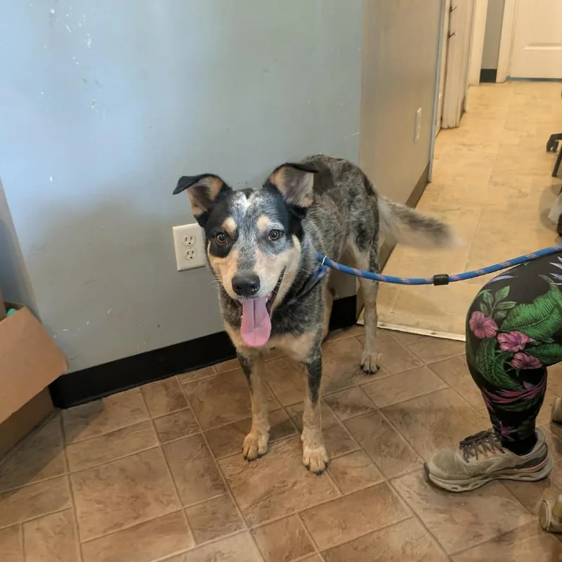 An adult medium-sized male Black Australian Cattle Dog / Blue Heeler dog named Larry for adoption in Boaz, AL