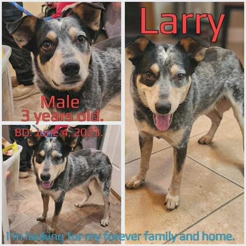 Larry thumbnail 3