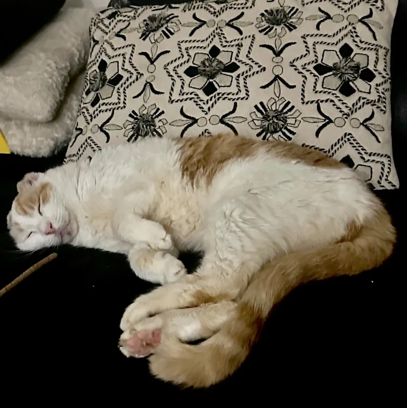 A senior medium-sized female Domestic Short Hair cat named Snowball for adoption in Miami Beach, FL