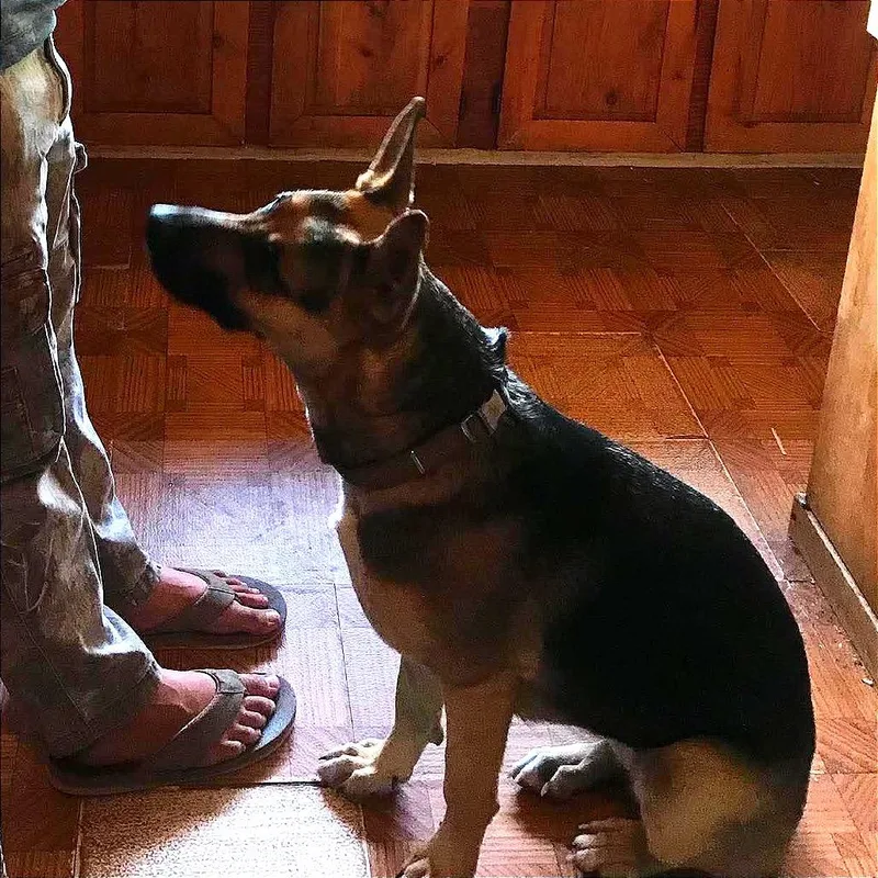 An adult small-sized female Yellow / Tan / Blond / Fawn German Shepherd Dog named Sam for adoption in TONASKET, WA